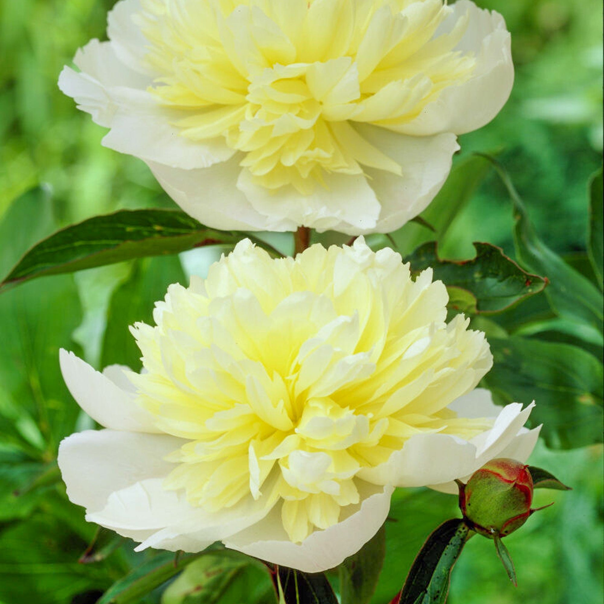 Pion 'Laura Dessert'